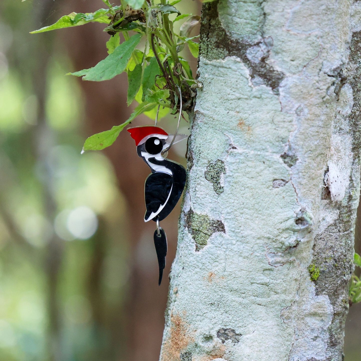 Pileated Woodpecker Hoops - North American Acrylic Bird Earrings